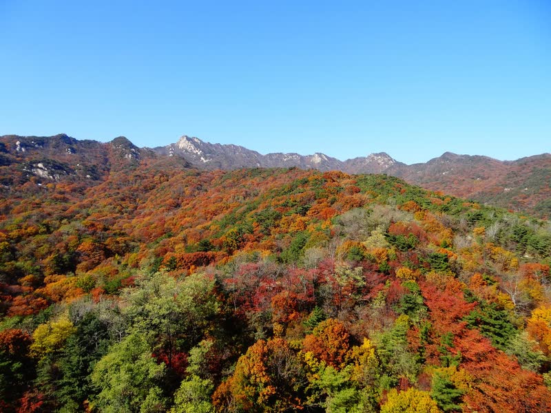 Bukhansan's ridges seen from the south, with slopes of red, orange and yellow autumn trees under a blue sky
