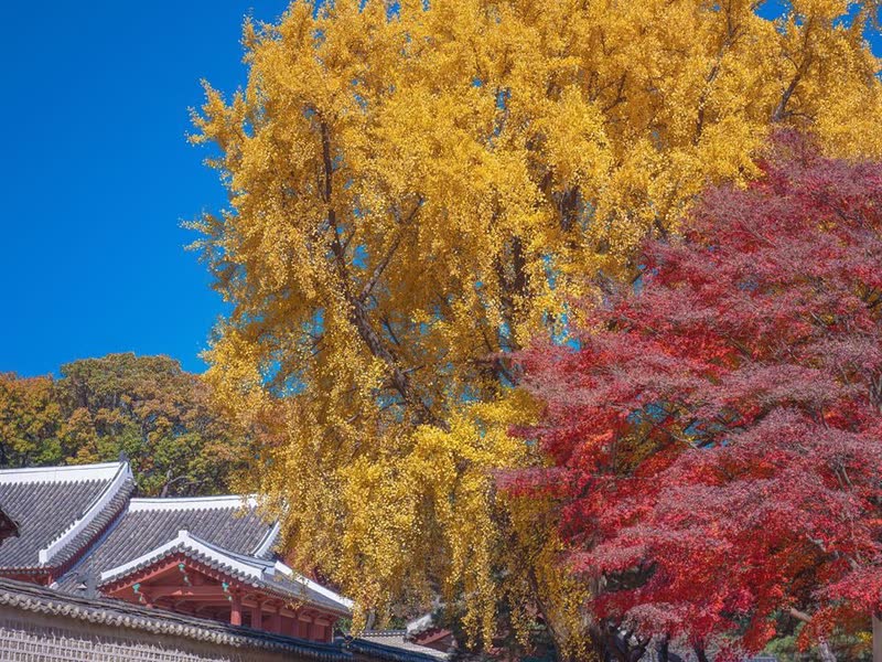 A tall golden ginkgo tree and a red maple above tiled roofs at Jongmyo Shrine in Seoul under a clear blue sky